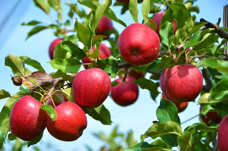 Rote Äpfel am Baum – Bild aus dem bisherigen AGA-Webauftritt